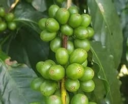 ブラジル サントアントニオ プレミアムショコラ ドリップパック20個